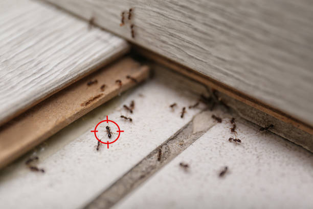 Best Cockroach Control Services  in Russellville, KY