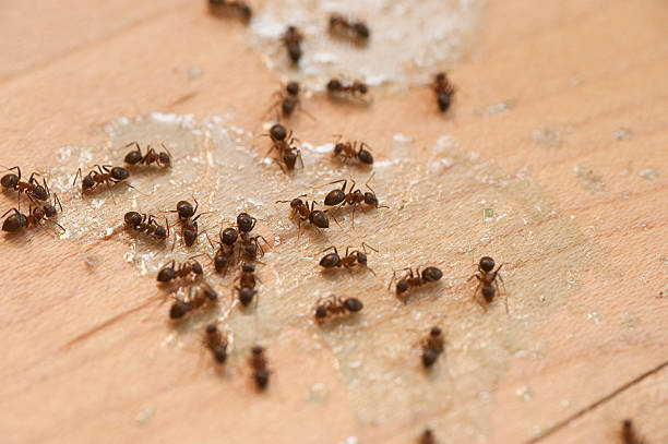 Best Pest Control Treatment  in Russellville, KY