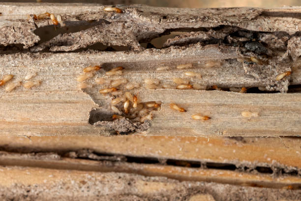 Best Commercial Pest Control Services  in Russellville, KY